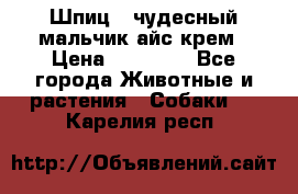 Шпиц - чудесный мальчик айс-крем › Цена ­ 20 000 - Все города Животные и растения » Собаки   . Карелия респ.